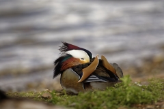 Mandarin Duck Side View With Head in Wings