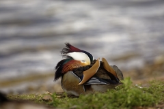 Mandarin Duck Side View With Head in Wings