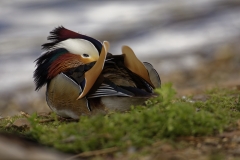 Mandarin Duck Side View With Head in Wings