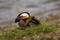 Mandarin Duck Side View With Head in Wings