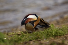 Mandarin Duck Side View With Head in Wings