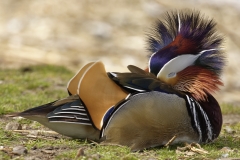 Mandarin Duck Side View With Head in Wings