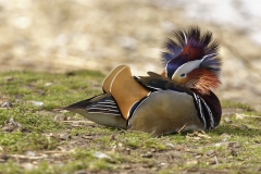 Mandarin Duck Side View With Head in Wings