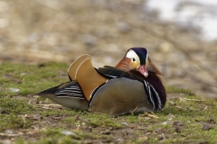 Mandarin Duck Side View on Ground