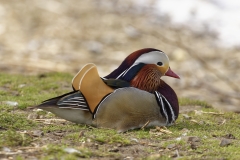 Mandarin Duck Side View on Ground