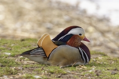 Mandarin Duck Side View Lying Down