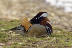 Mandarin Duck Side View Lying Down