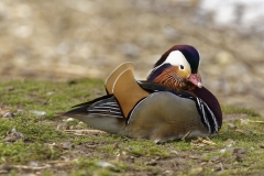 Mandarin Duck Side View Lying Down