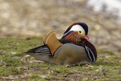 Mandarin Duck Side View Lying Down