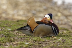 Mandarin Duck Side View Lying Down