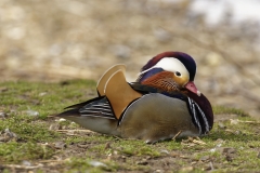 Mandarin Duck Side View Lying Down