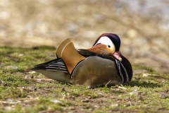 Mandarin Duck Side View Lying Down