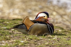 Mandarin Duck Side View Lying Down