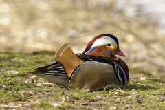 Mandarin Duck Side View Lying Down