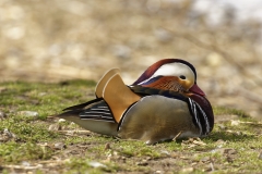 Mandarin Duck Side View Lying Down