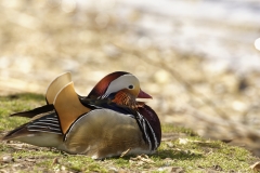 Mandarin Duck Side View Lying Down