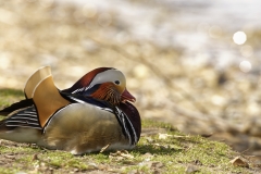 Mandarin Duck Side View Lying Down