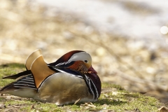 Mandarin Duck Side View Lying Down