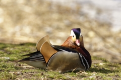 Mandarin Duck Side View Lying Down