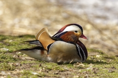 Mandarin Duck Side View Lying Down