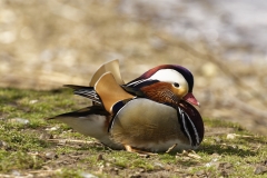 Mandarin Duck Side View Lying Down