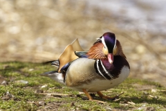 Mandarin Duck Front View Standing