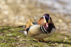 Mandarin Duck Front View Standing