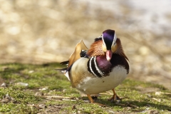 Mandarin Duck Front View Standing