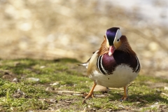 Mandarin Duck Front View Standing