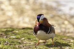 Mandarin Duck Front View Standing