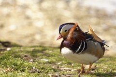 Mandarin Duck Front View Standing