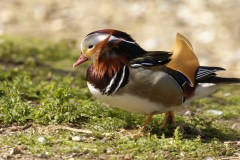 Mandarin Duck Side View Standing