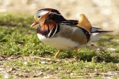 Mandarin Duck Side View Standing