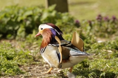 Mandarin Duck Side View Standing