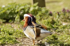 Mandarin Duck Side View Standing