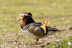 Mandarin Duck Side View Standing