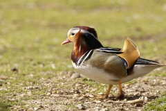 Mandarin Duck Side View Standing