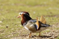 Mandarin Duck Side View Standing