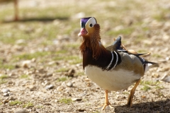 Mandarin Duck Front View Standing