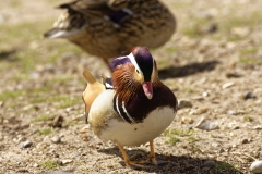 Mandarin Duck Front View Standing