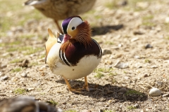 Mandarin Duck Front View Standing