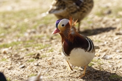 Mandarin Duck Front View Standing