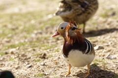 Mandarin Duck Front View Standing