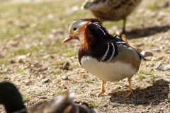 Mandarin Duck Front View Standing