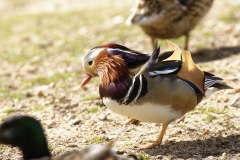 Mandarin Duck Side View Standing