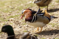 Mandarin Duck Side View Standing