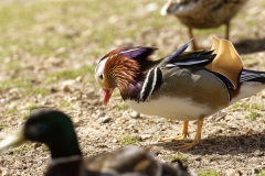 Mandarin Duck Side View Standing