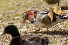 Mandarin Duck Side View Standing