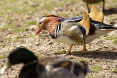 Mandarin Duck Side View Standing