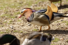 Mandarin Duck Side View Standing